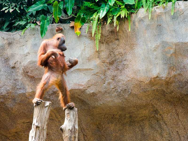 Affe im Leipziger Zoo