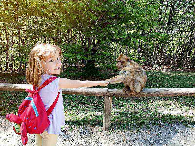 Ein Affe bei der Fütterung