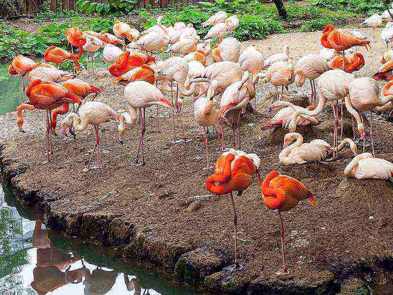Flamingos im Tierpark Hellabrunn