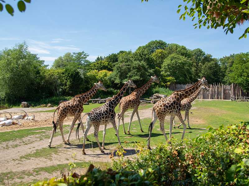 Leipziger Zoo Giraffen