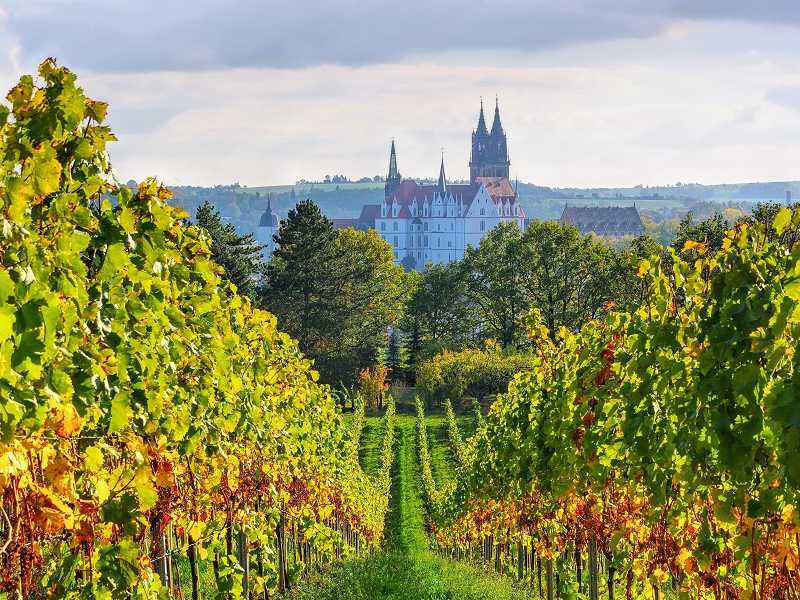 Weinberge und Albrechtsburg